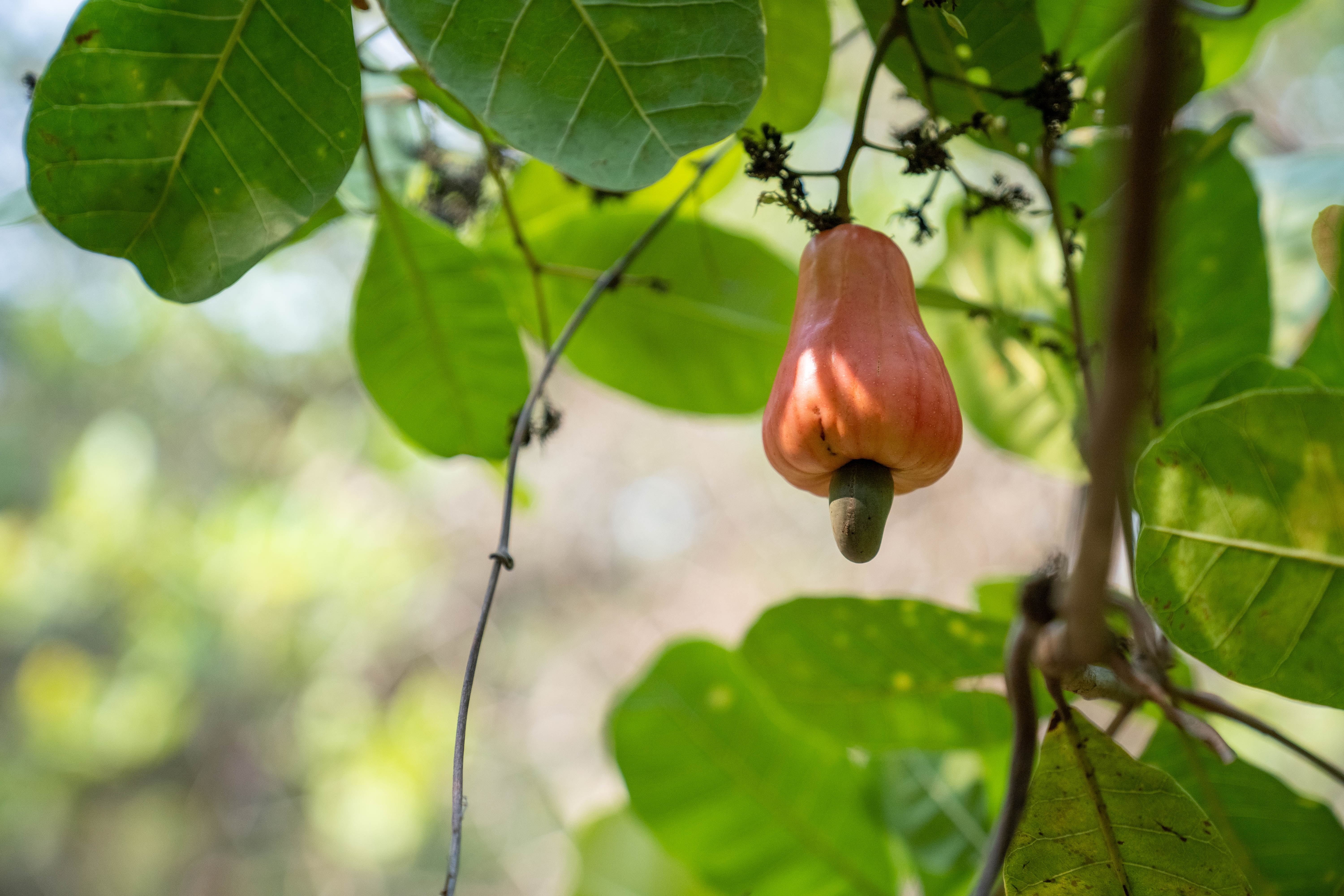 Cashew apple with seed